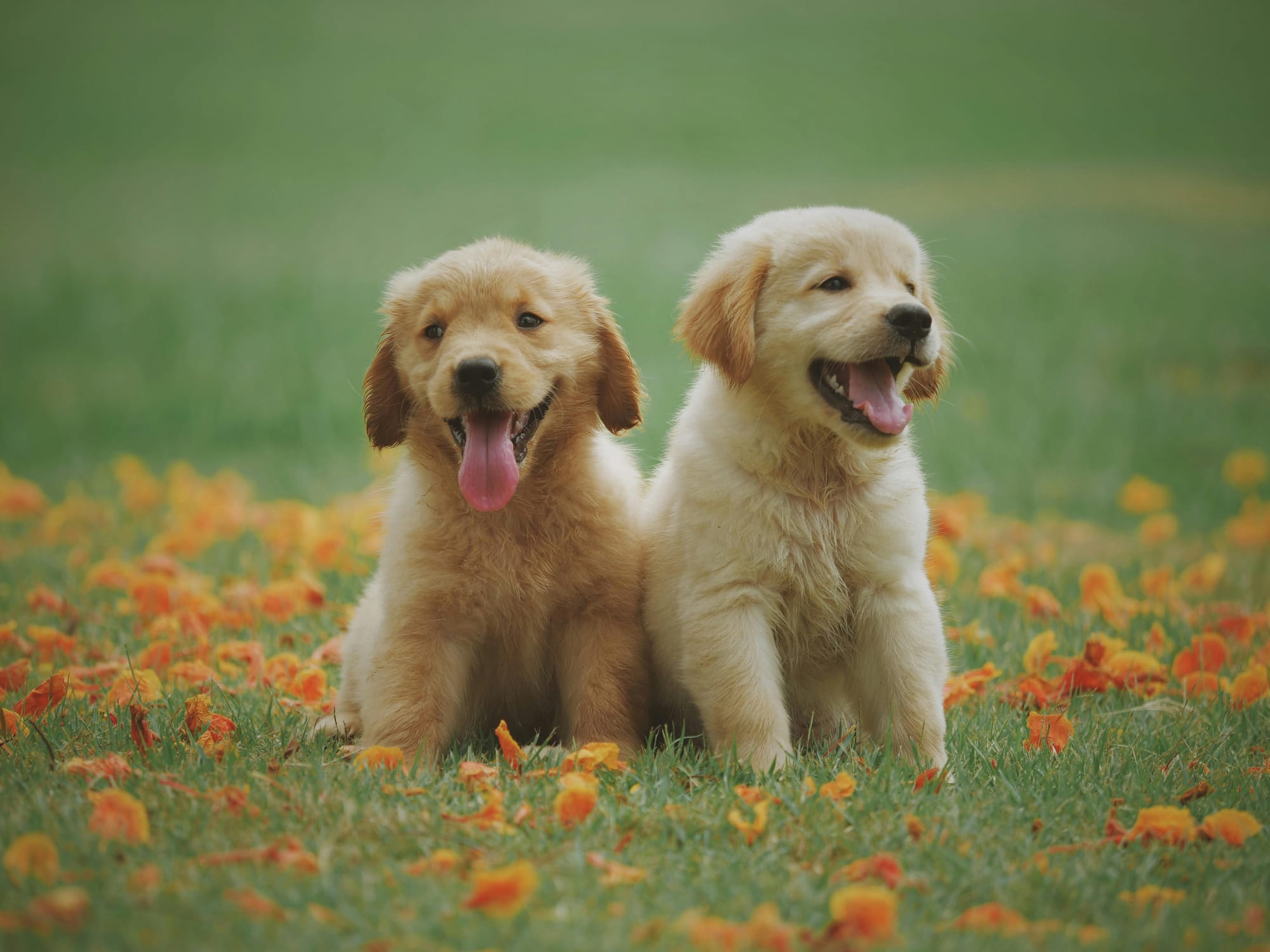 An image of two cute Lab puppies posing